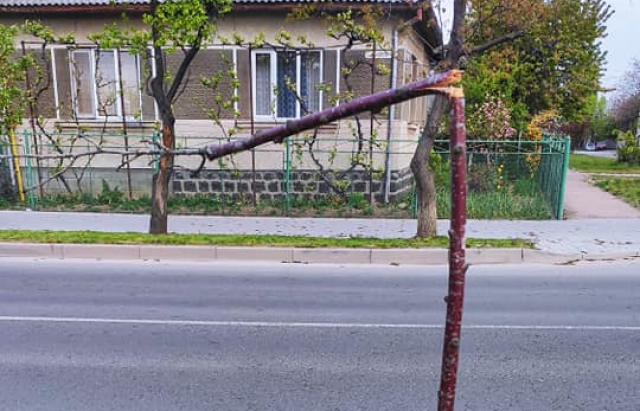 Нелюди поламали молоді саджанці сакур в Ужгороді (ФОТО)