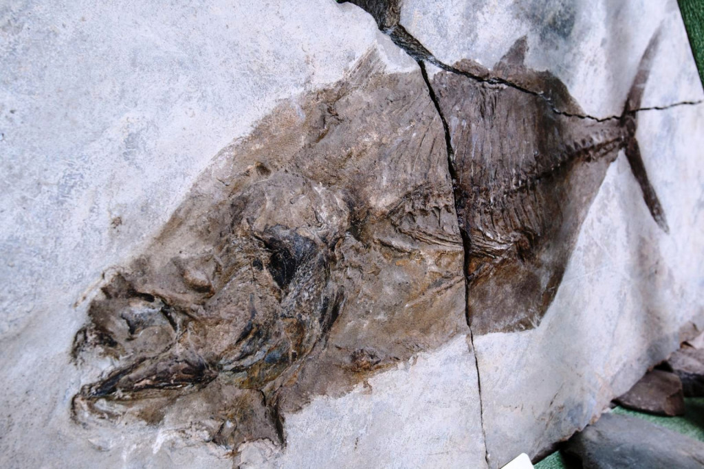На Закарпатті знаходиться відбиток риби віком 33 млн роки (ФОТО)