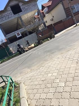 У центрі Мукачева роми знущалися із замордованого коня (ФОТО)