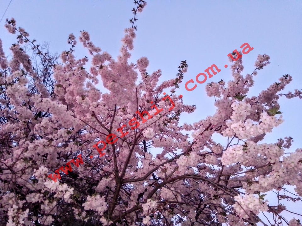 Фото дня: ніби з іншого світу - у Мукачеві буяє цвітом "шалена" сакура (ФОТО)