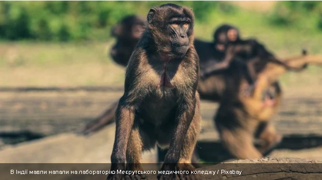 В Індії група мавп напала на лабораторію та викрала зразки крові пацієнтів з COVID-19 (ВІДЕО)