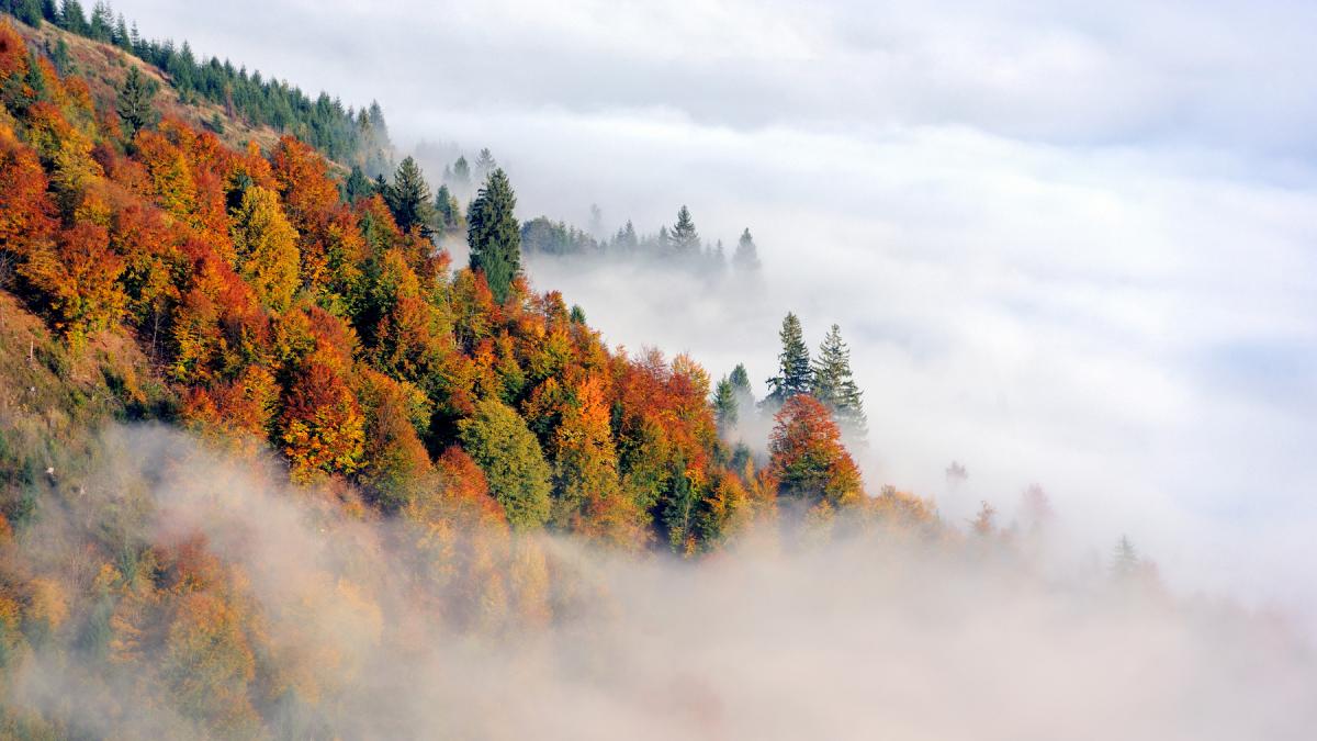 Подекуди туман та без істотних опадів - погода на Закарпатті