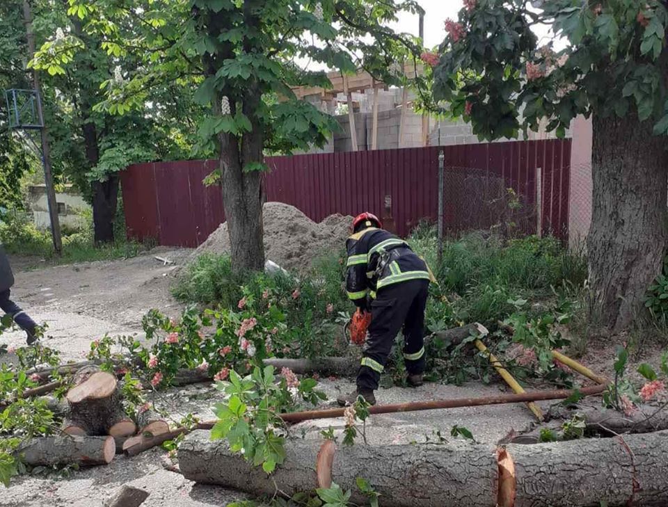 Ужгородці залишилися без газопостачання: дерево впало на газову трубу (ФОТО)