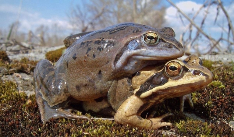 Обережно жаби! На Закарпатті хочуть заборонити рух транспорту до озера Синевир