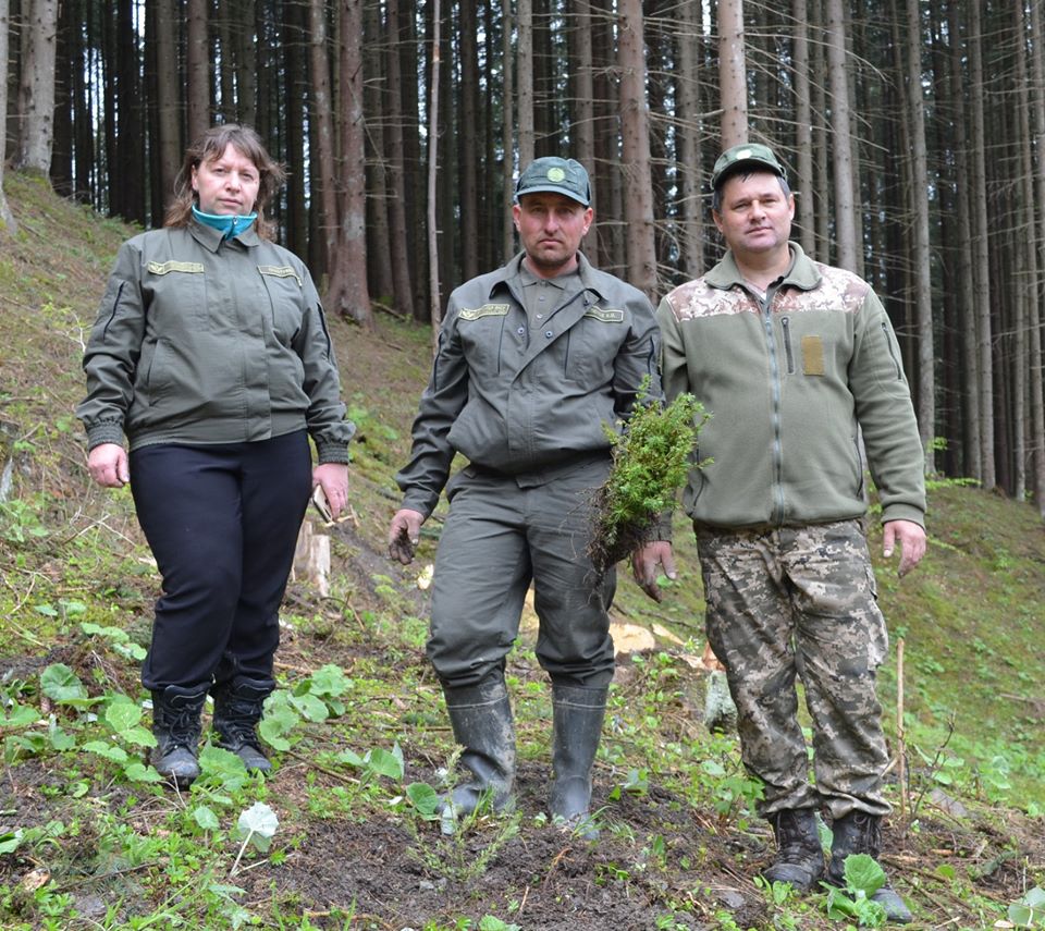 На Рахівщині відновлюють ліс: висадили 100 тисяч саджанців основних лісоутворюючих порід (ФОТО)