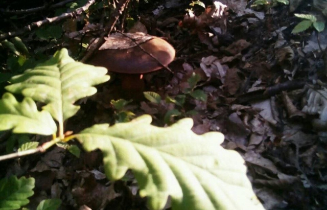 Закарпатці продовжують збирати добрячі "врожаї" грибів (ФОТО)