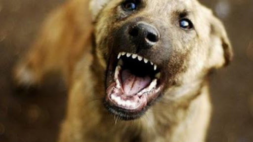 У Сваляві місцеві мешканці скаржаться на зграї собак (ФОТО, ВІДЕО)