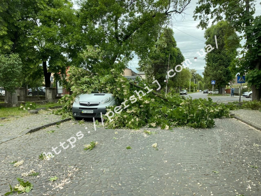 В Ужгороді вітер повалив дерево просто на автівку (ФОТО)