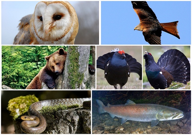 На Закарпатті під загрозою зникнення опинилися понад 20 видів тварин