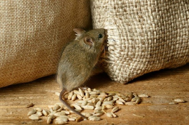 "Миші з'їли": з Держрезерву зникли 2700 вагонів зерна