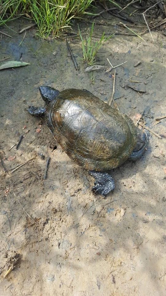 В Ужгороді ще живуть прісноводні болотні черепахи (ФОТО)