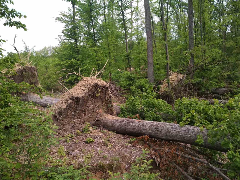 На Берегівщині буреломом та вітровалом пошкоджено майже 500 гектарів лісу (ФОТО)