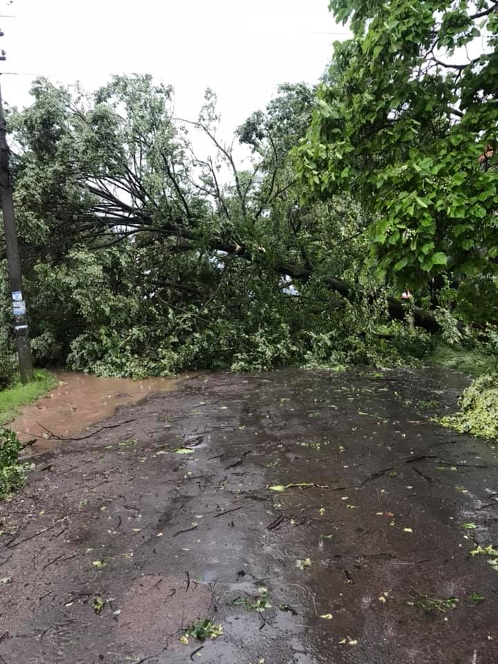 На Свалявщині через буревій впало дерево і перекрило дорогу (ФОТО, ВІДЕО)