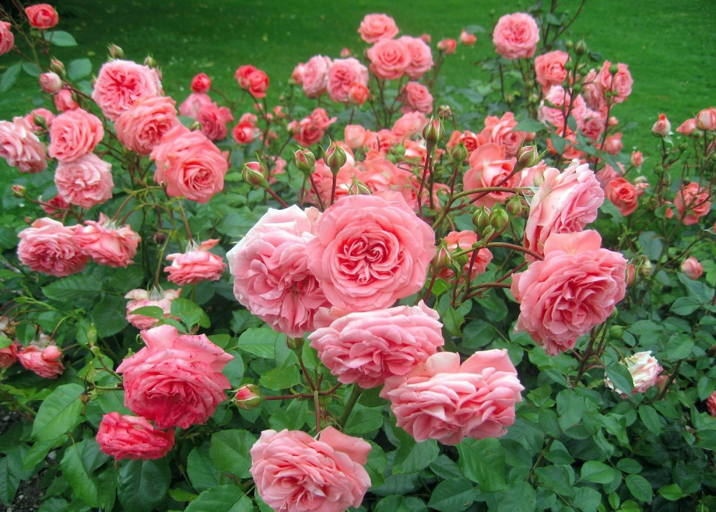 Як на Закарпатті збирають пелюстки троянд (ВІДЕО)