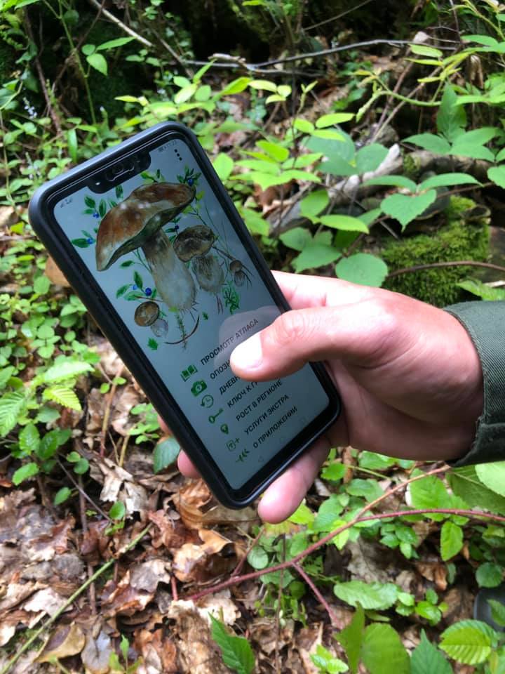 Лайфхак від закарпатських лісівників: ваш телефон може розпізнавати гриби ( ВІДЕО)