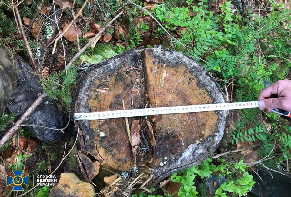 СБУ викрила нелегальні вирубки деревини лісгоспах Закарпаття