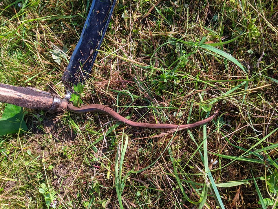 Сплутали зі змією: на Міжгірщині місцеві вбивають ящірок (ФОТО)