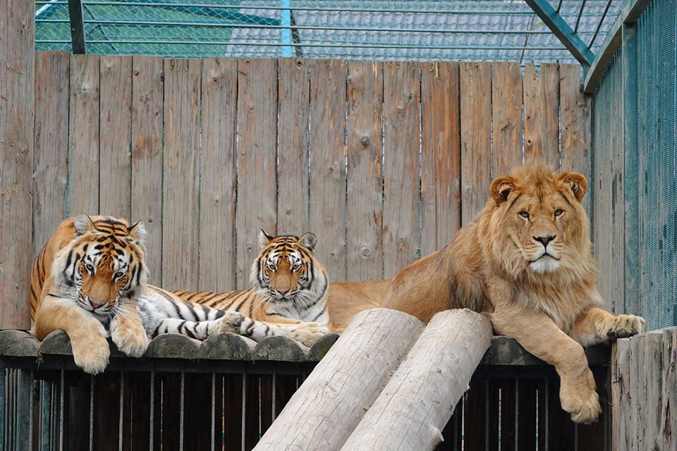 Заморські хижаки: на Міжгірщині вражає дружба левів та тигрів (ФОТО)