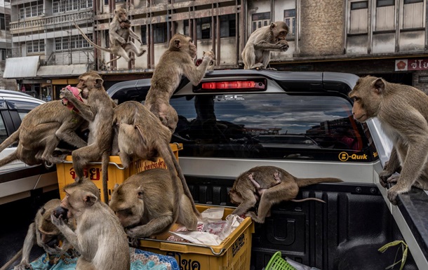 У Таїланді тисячі голодних мавп громлять магазини і нападають на людей, які замкнулися по домівках (ФОТО, ВІДЕО)