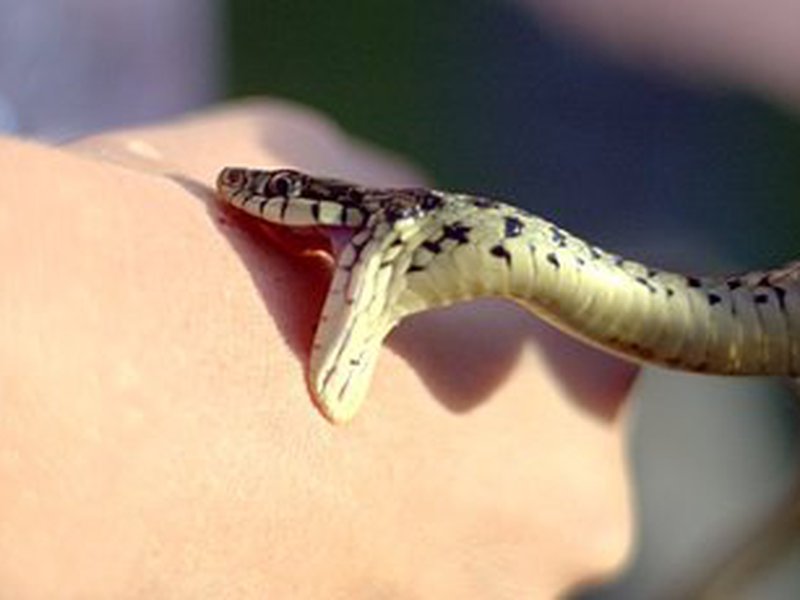 У сусідній із Закарпаттям області жінка потрапила у реанімацію через укус змії