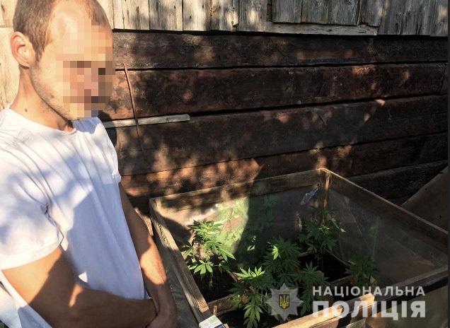 Спецоперація на Мукачівщині: поліція знову задокументувала факт вирощування конопель (ФОТО)