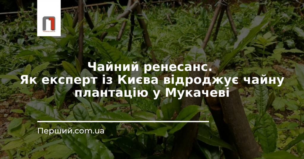 Чайний ренесанс. Як експерт із Києва відроджує чайну плантацію у Мукачеві