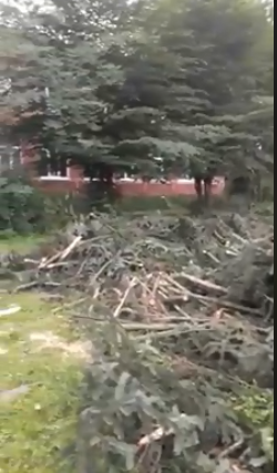 На Тячівщині вирубують дерева і кущі, які занесені до Червоної книги (ВІДЕО)