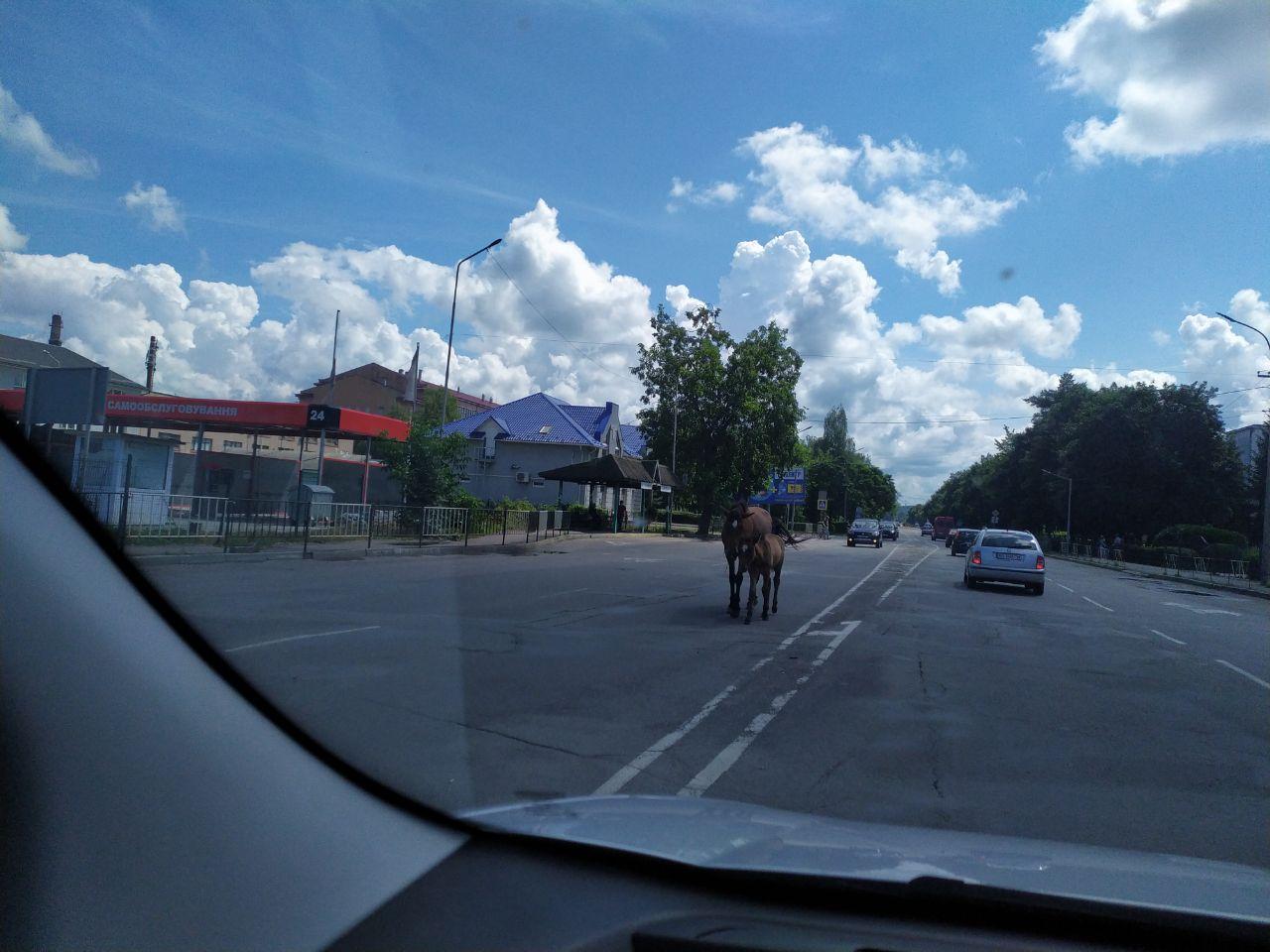 Недільний променад: у Мукачеві коні прогулюються посеред міста (ВІДЕО)