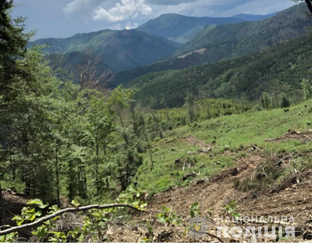Закарпатським посадовцям загрожує в'язниця за масову вирубку лісу
