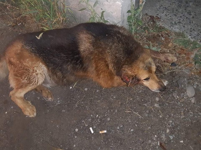 В Мукачеві вночі поліцейські разом з волонтерами врятували собаку