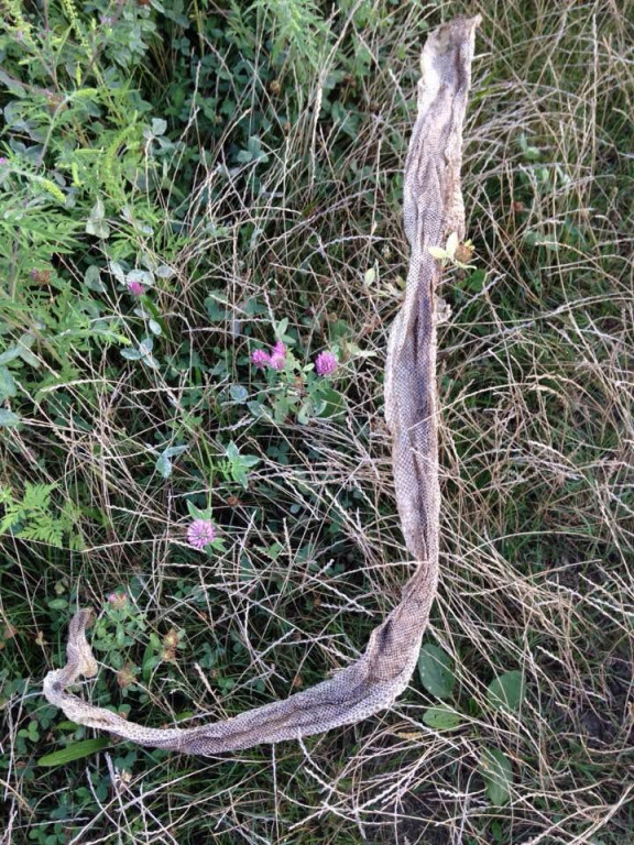 В Ужгороді знайшли шкіру змії, довжиною в півтора метри (ФОТО)