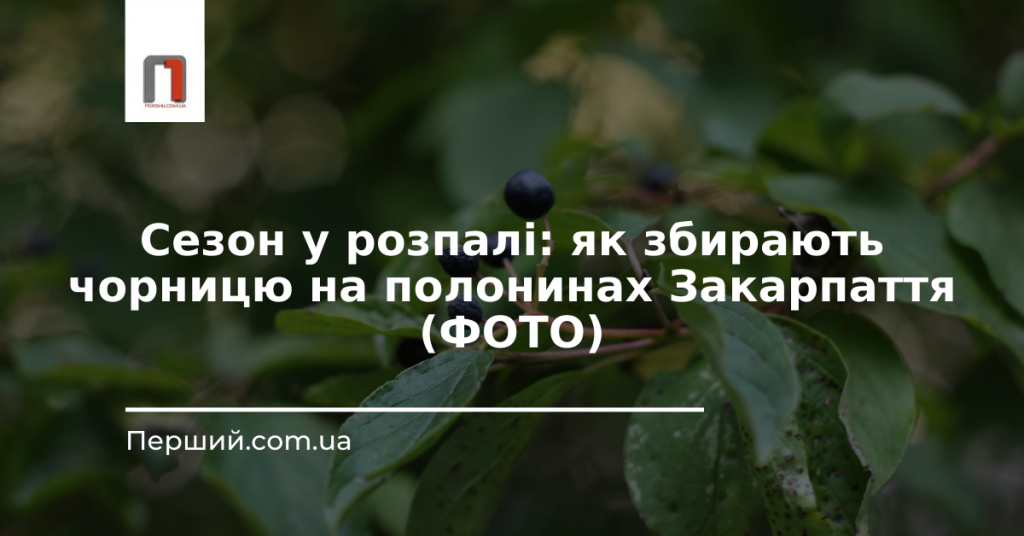 Сезон у розпалі: як збирають чорницю на полонинах Закарпаття (ФОТО)