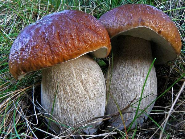 Вражаючий "урожай" білих грибів на Закарпатті (ФОТО)