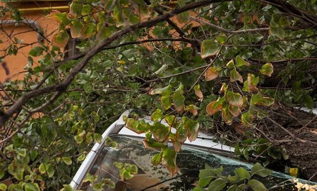 В Ужгороді повалене дерево пошкодило автівку та перекрило рух дорогою