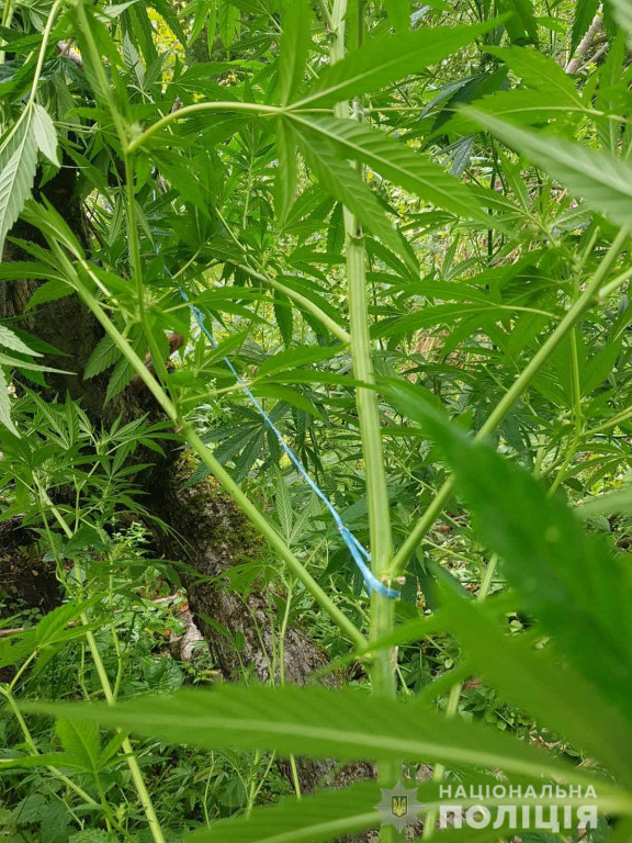 На Рахівщині чоловік виростив у себе на ділянці плантацію нарковмісних рослин (ФОТО)