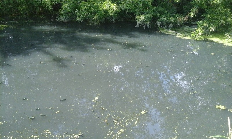 З машини в річку: у селі Лавочне нечистоти забруднюють воду (ВІДЕО)