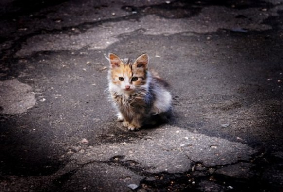 Дитсадок у Новому районі, безпритульні коти, фандомати: 6 петицій, які підписують ужгородці