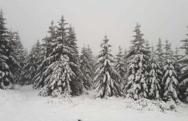 Ліси вкриті товстою білою ковдрою: у карпатських горах на Рахівщині пройшли перші снігопади (ФОТО)