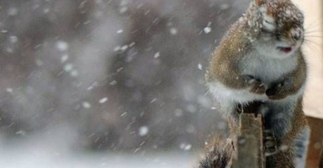 На Закарпатті різко погіршиться погода: в горах прогнозують мокрий сніг