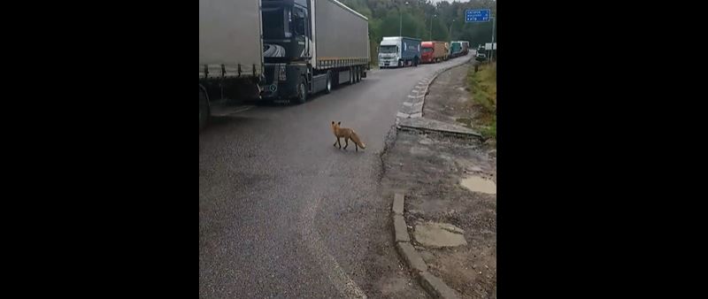 Відео дня: біля КПП "Ужгород" гуляла лисиця (ВІДЕО)