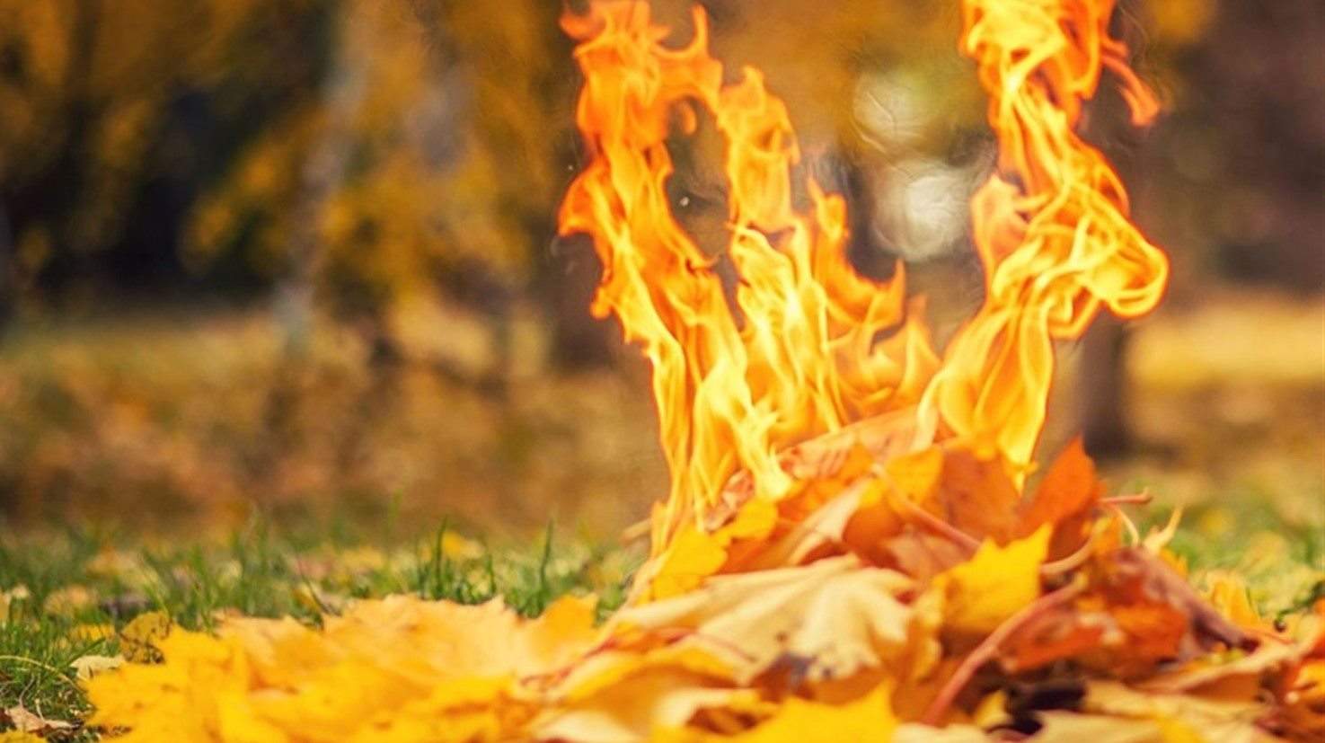 Папір, компост і декор: що робити з опалим листям, якщо спалювати не можна