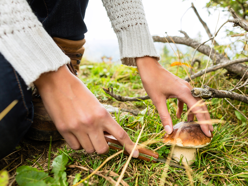 В Ужгороді  у лісовому мaсиві заблукали грибарі: жінок й досі не знайшли