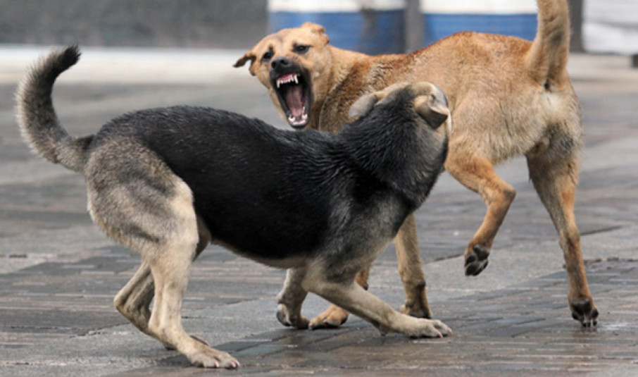 У Сваляві на жінку напала зграя безпритульних собак
