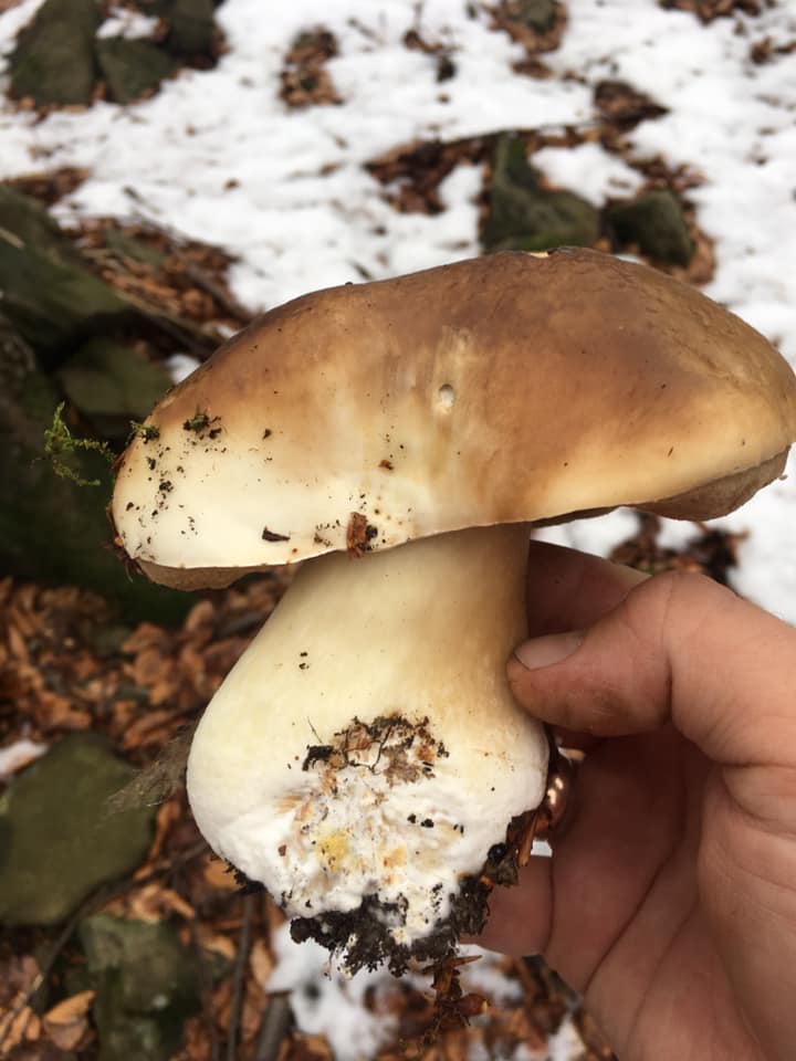 Закарпатці посеред снігу знаходять гриби (ФОТО, ВІДЕО)