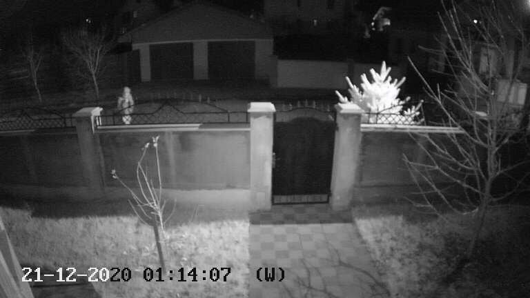 Курйоз дня: чоловік викрав ялинку з приватного будинку в Ужгороді, момент зафіксували камери (ВІДЕО)
