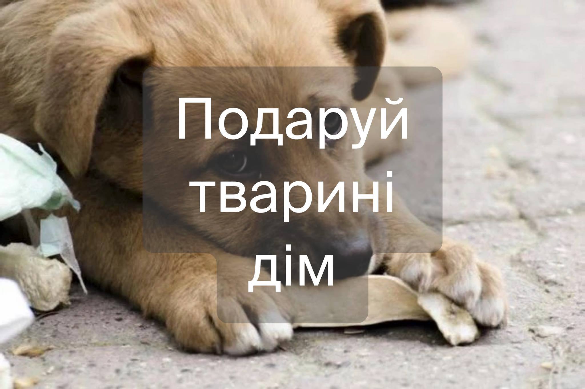 Подаруй тварині дім: Перший.com.ua разом з волонтерами шукає домівки безпритульним тваринам (ФОТО)