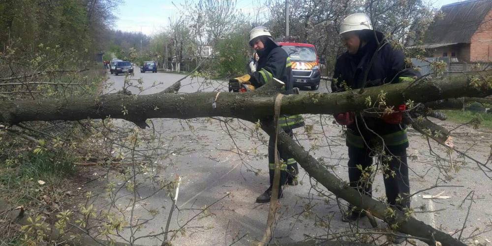 Негода на Закарпатті: повалені вітром дерева перекрили автошляхи