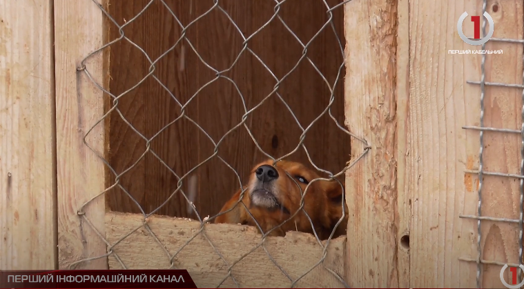 Поблизу Ужгорода волонтери організували притулок для безпритульних тварин (ВІДЕО)