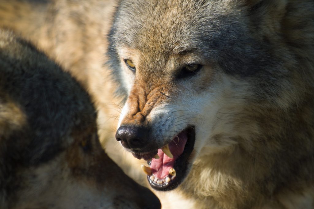 На Прикарпатті жертвами вовків вже стали понад десяток домашніх собак (ВІДЕО)