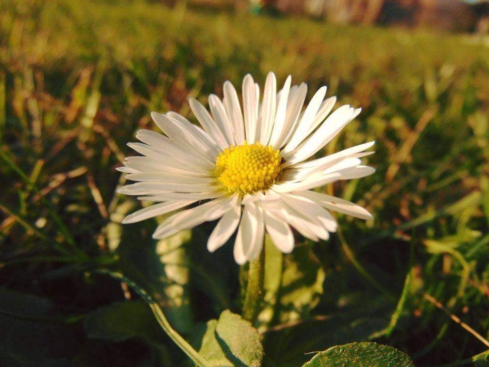 Дива природи: у Сваляві посеред зими цвітуть квіти (ФОТО)